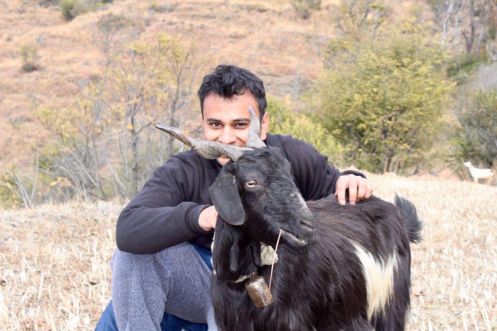 Shu with a goat at the goat village along the way to Nag Tibba Trek