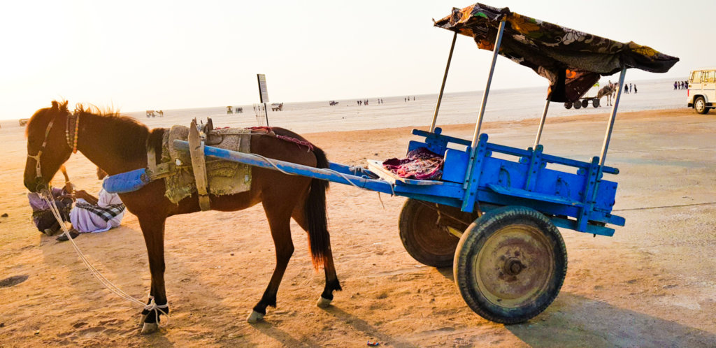 Rann of Kutch - 16