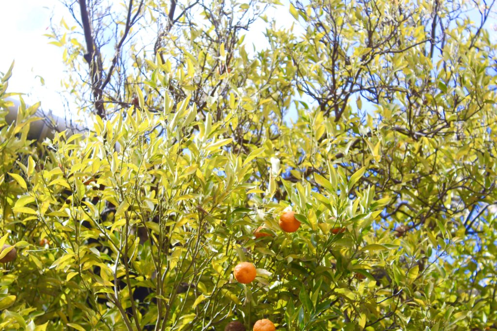 Paro-Image-orangetree
