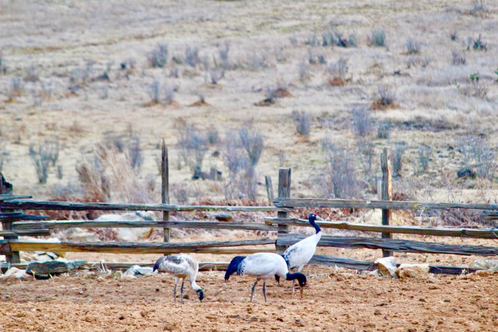 Black necked cranes in the fields