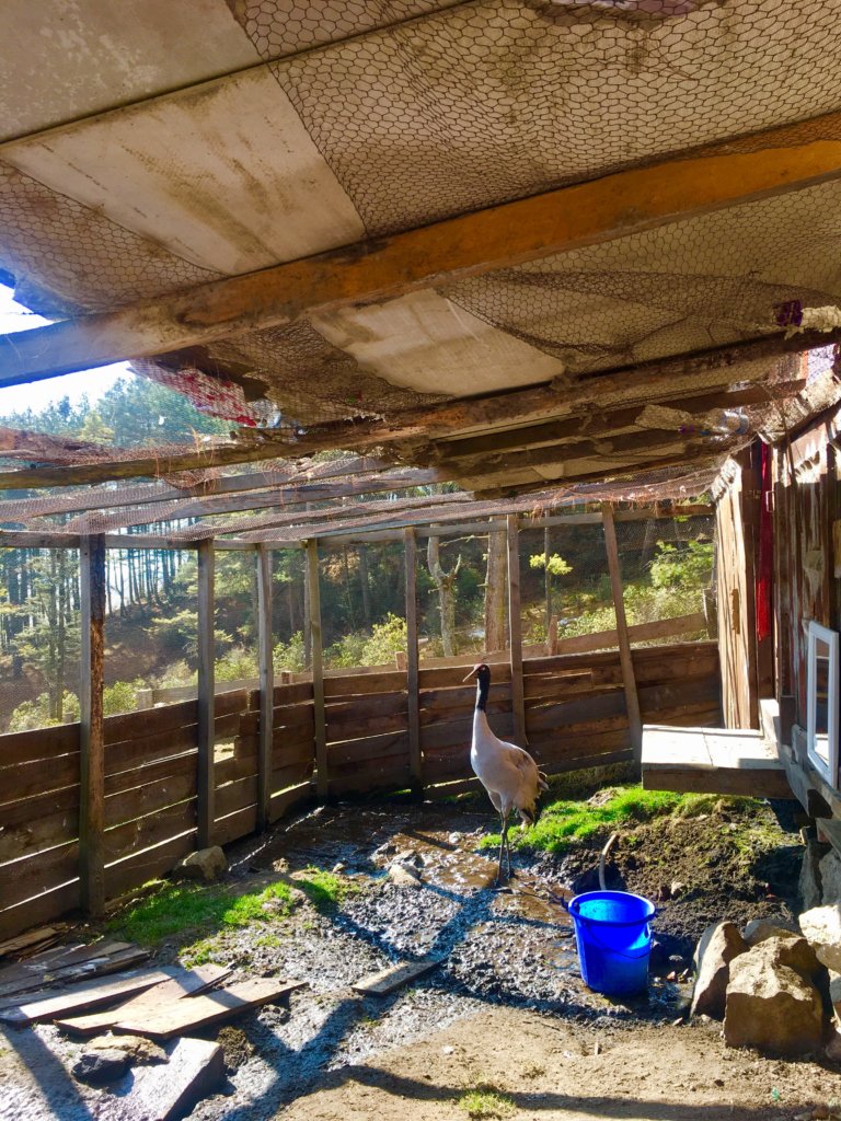 Injured crane at the information centre in Phobjikha