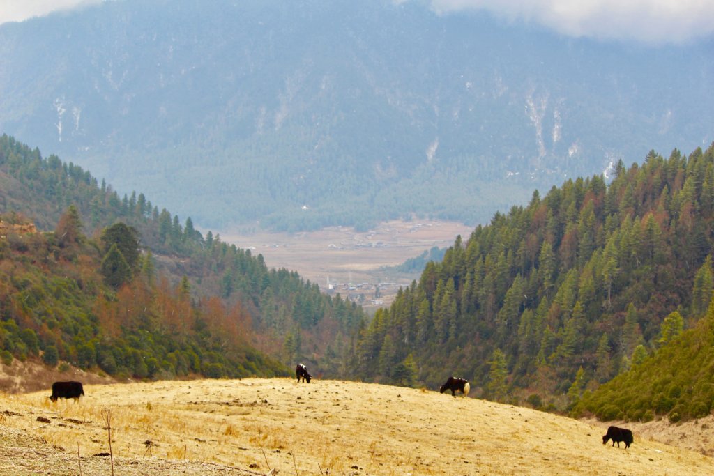 Yaks grazing in the valley