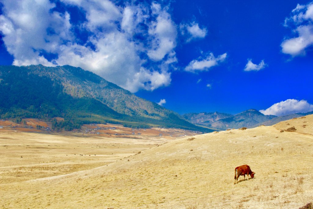 Bhutan-Image-Phobjikha