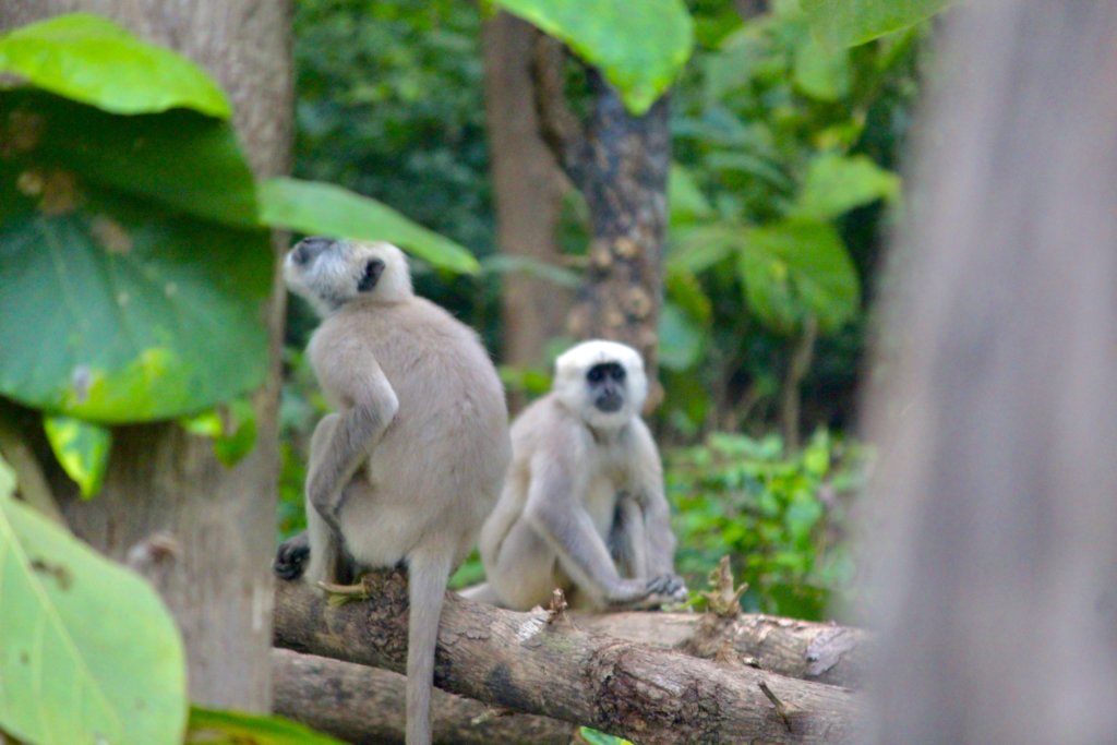 Jim Corbett 12