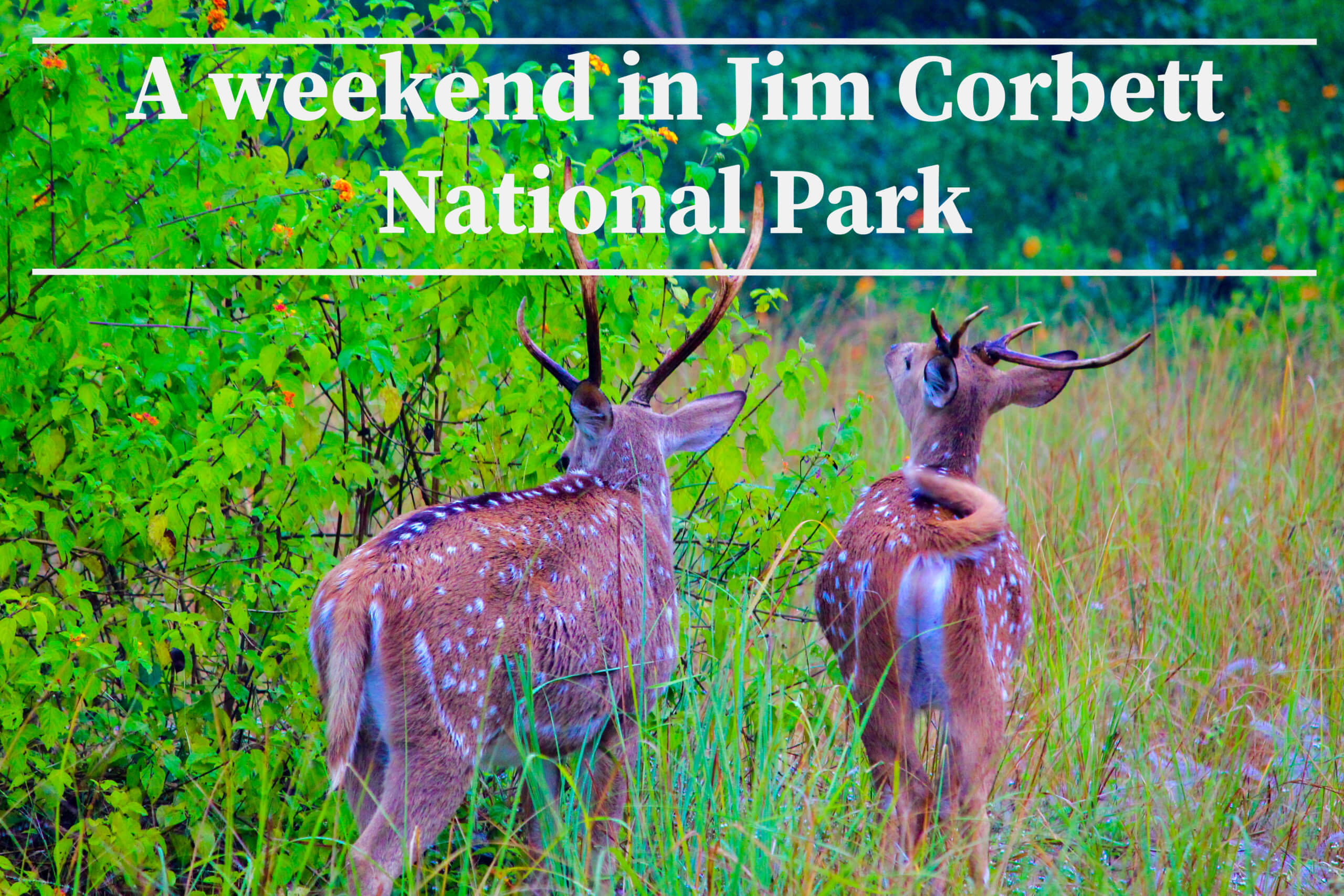 Jim Corbett National Park