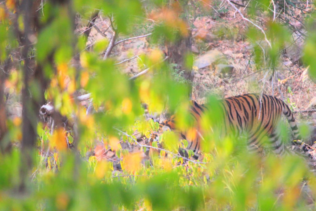 A tiger in Ranthambore National Park
