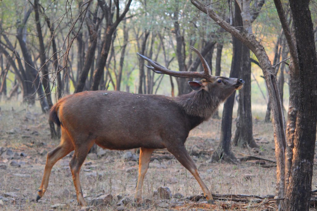 A sambar deer in Ranthambore National Park